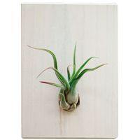 Microgarden Air Plant  Caput Medusae